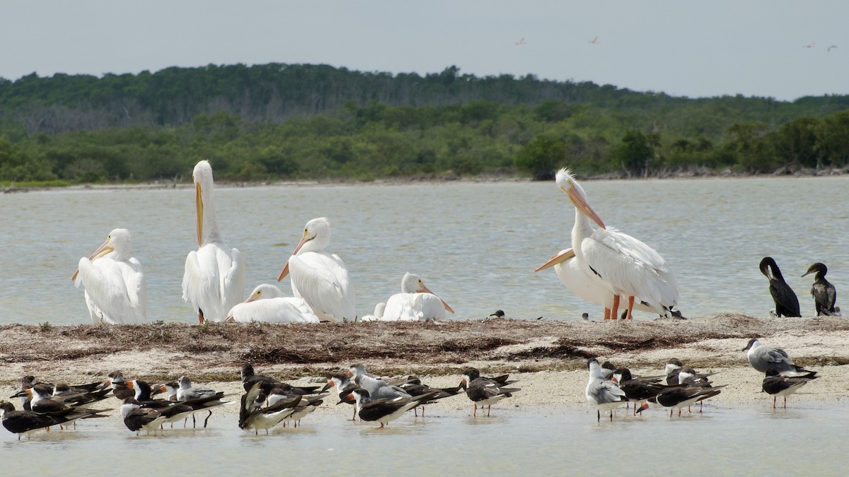 American White Pelican - ML616761986