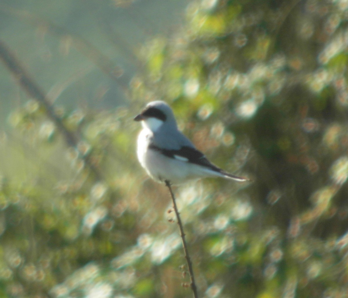 Lesser Gray Shrike - Chris Bradshaw