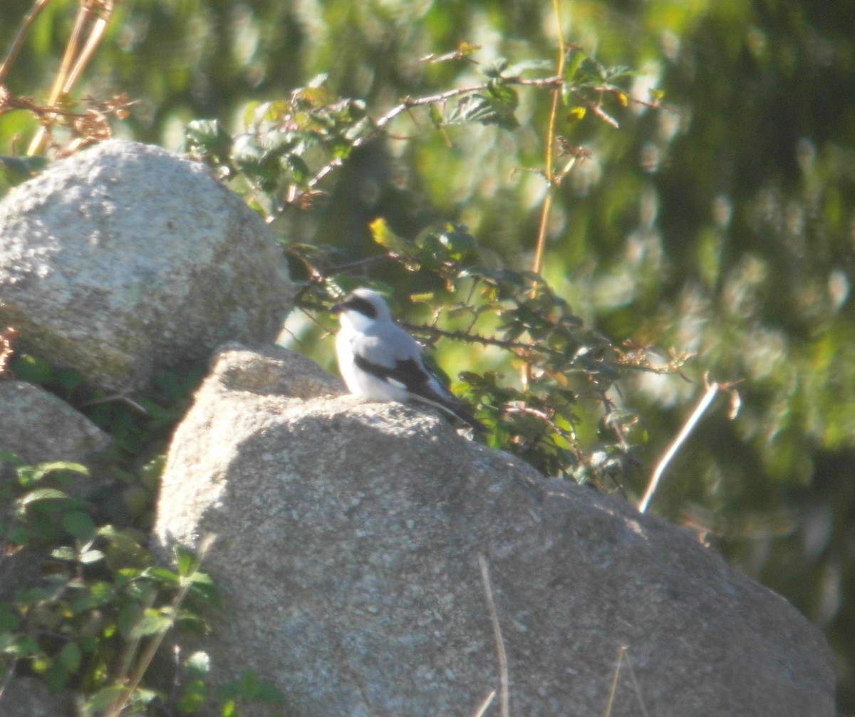 Lesser Gray Shrike - Chris Bradshaw