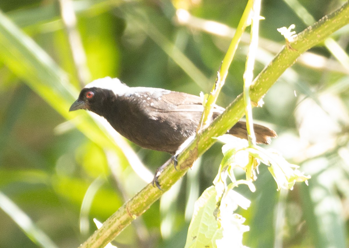 Gray-headed Nigrita - ML616762018