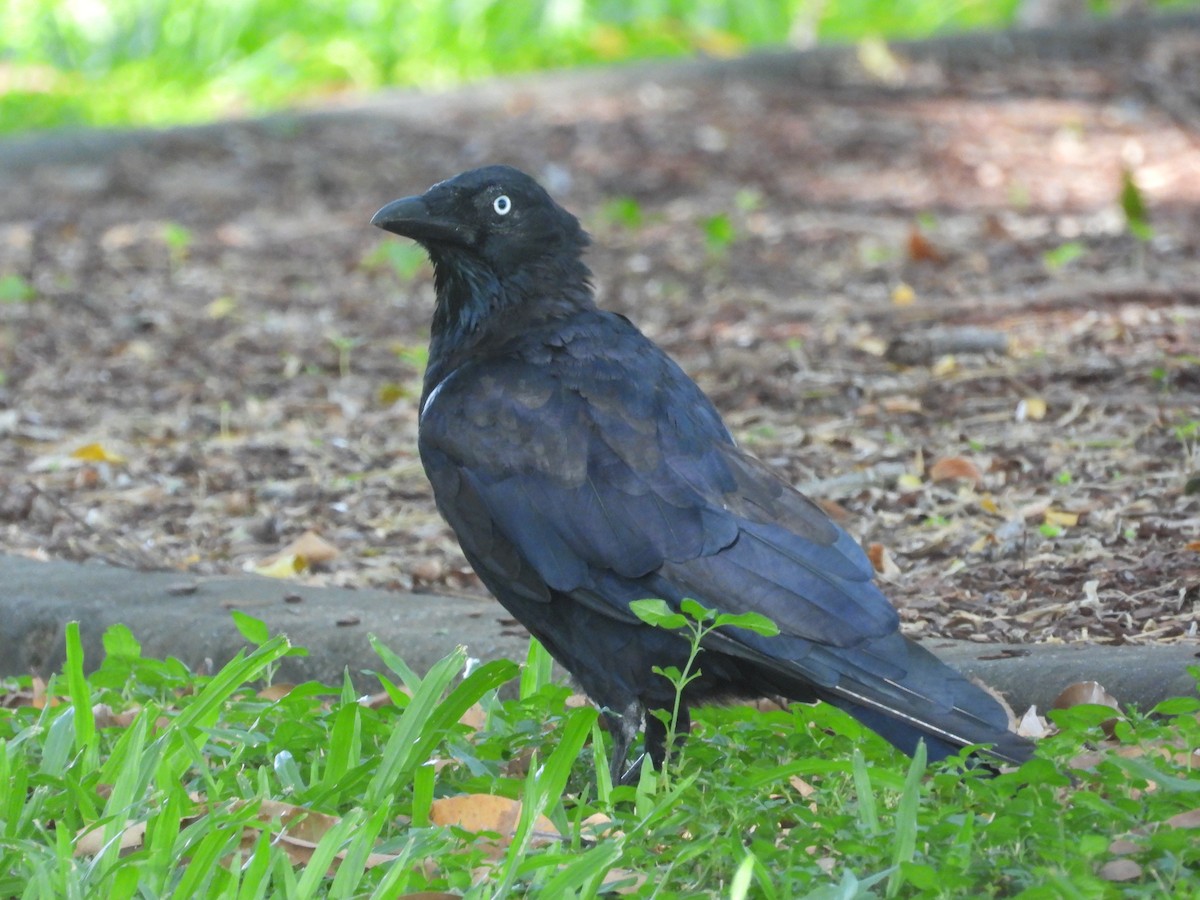 Torresian Crow - Greg and Georgie Shaw