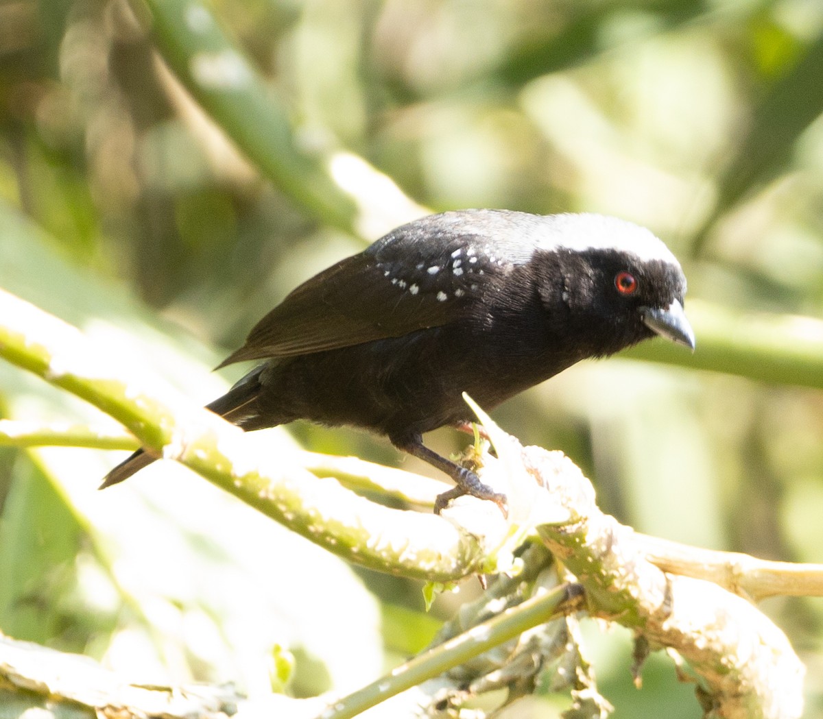 Negrita Canosa - ML616762026