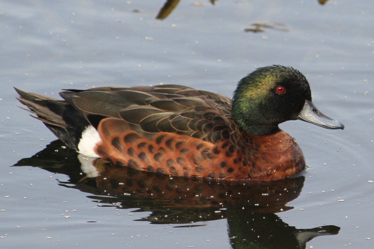 Chestnut Teal - NICOLINO DALFONSO