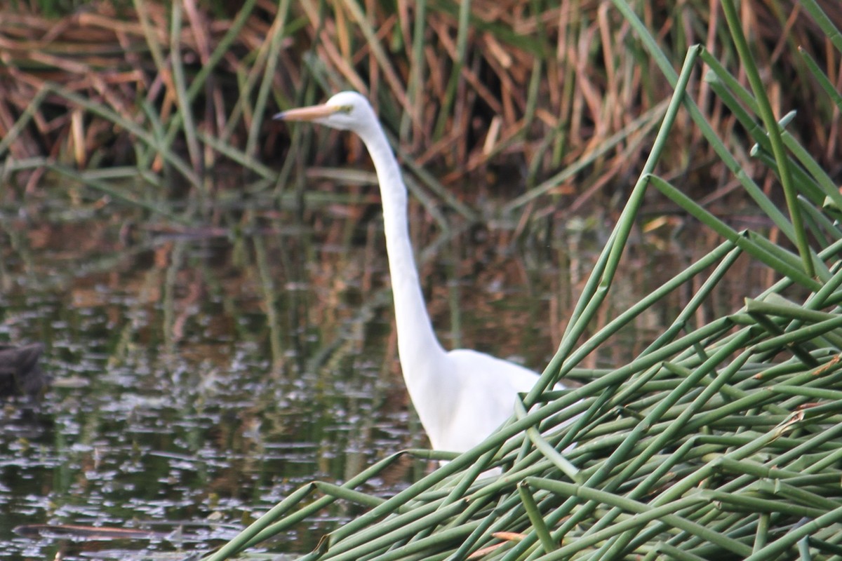 Great Egret - NICOLINO DALFONSO