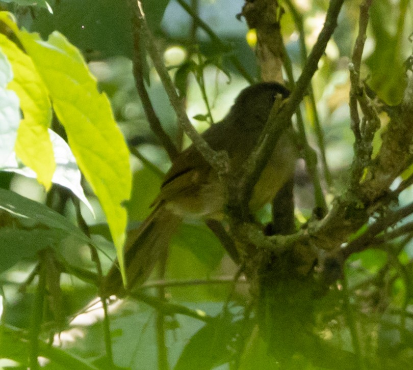 Bulbul à moustaches jaunes - ML616762067