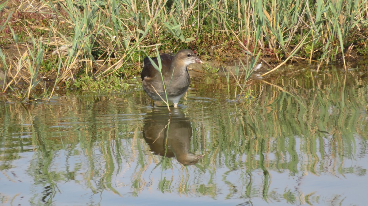 Gallinule poule-d'eau - ML616762160