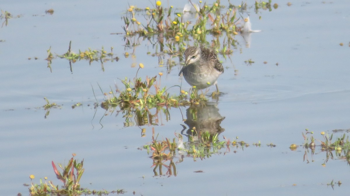 Wood Sandpiper - ML616762169