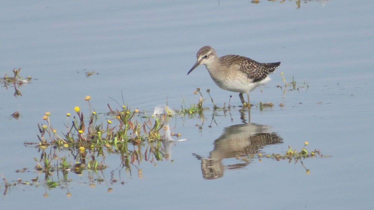 Bruchwasserläufer - ML616762190