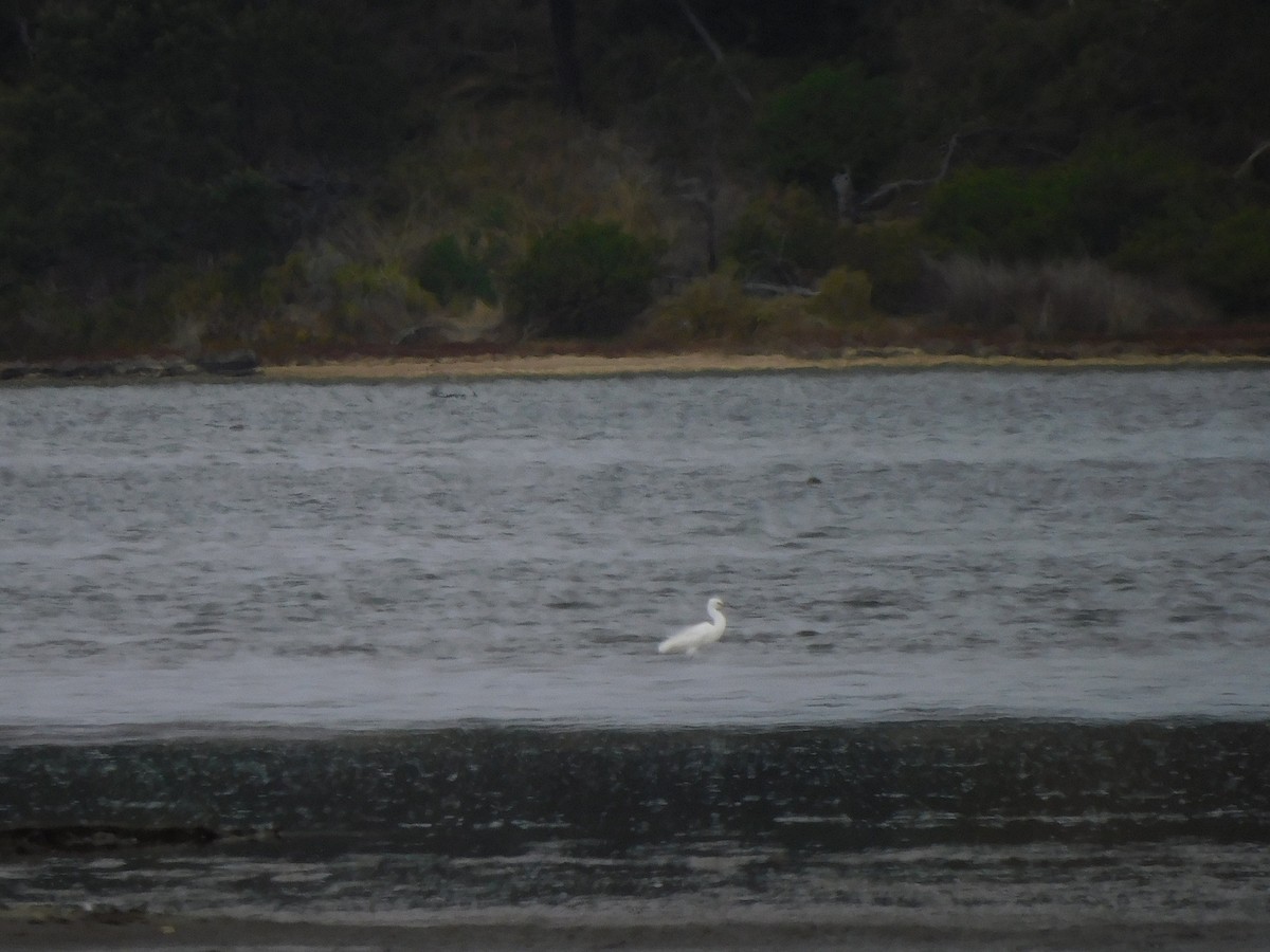 Little Egret - ML616762214