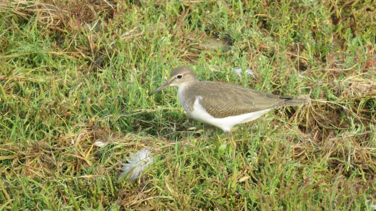 Common Sandpiper - ML616762225