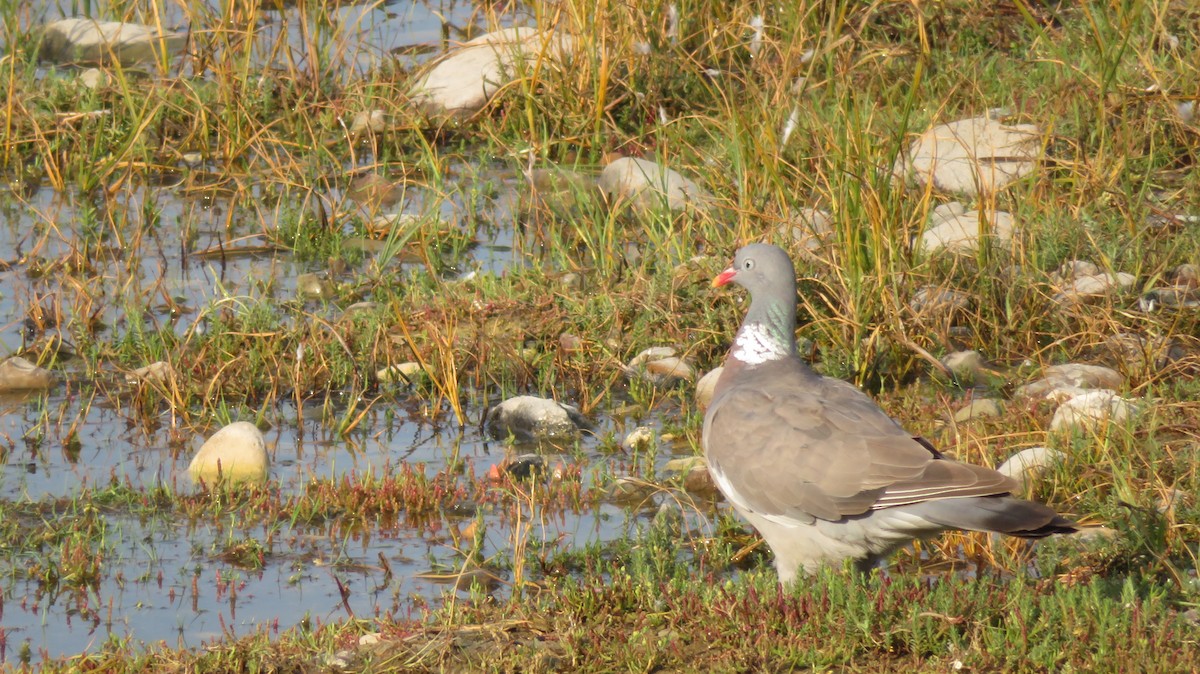 Common Wood-Pigeon - ML616762236