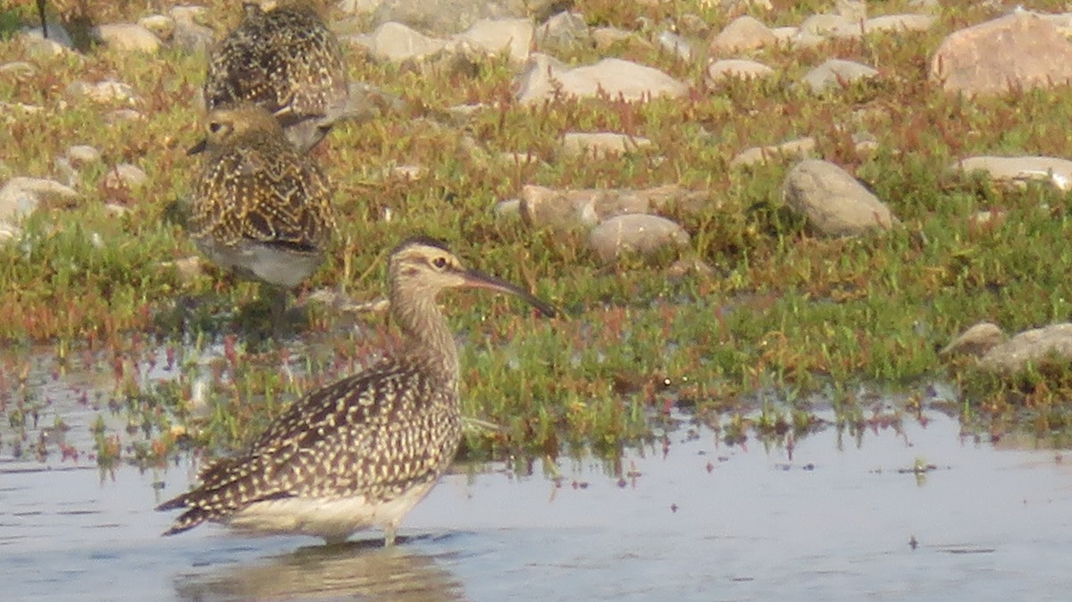 Whimbrel - ML616762248