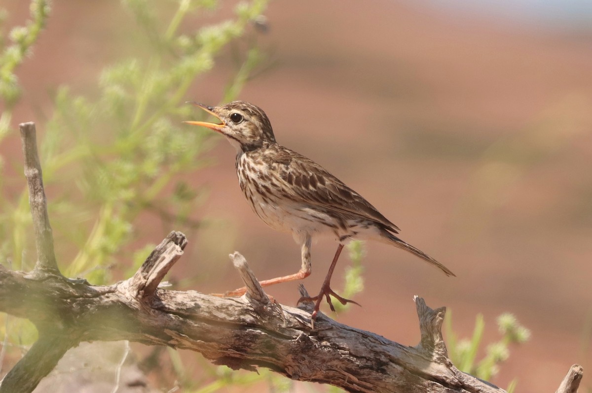 Australian Pipit - ML616762265