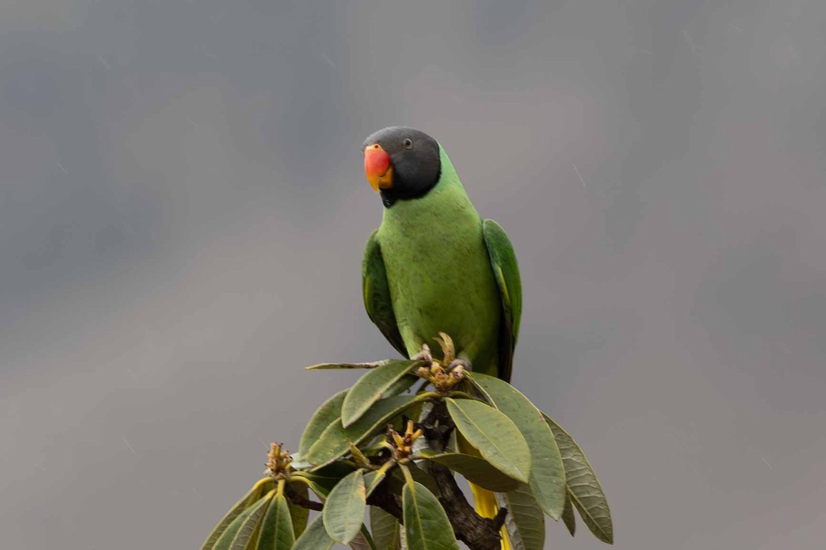 Himalaya Yeşil Papağanı - ML616762310