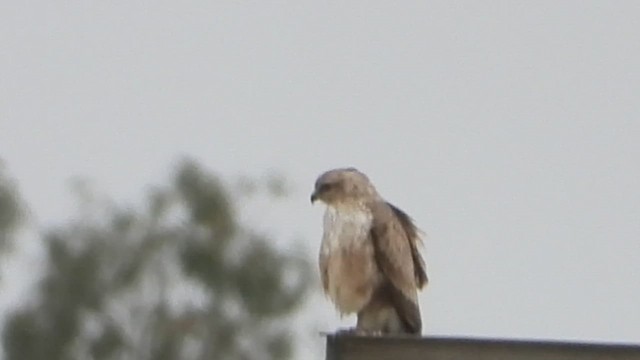 Long-legged Buzzard (Atlas) - ML616762321