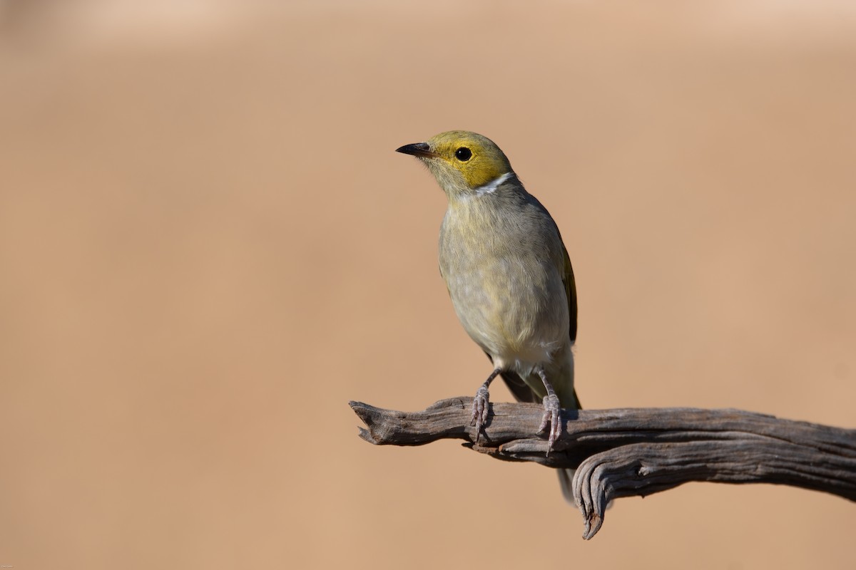 White-plumed Honeyeater - Cary Lewis