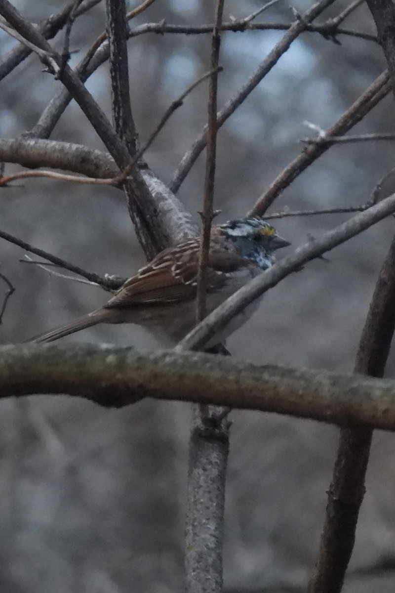 White-throated Sparrow - Larry Gaugler