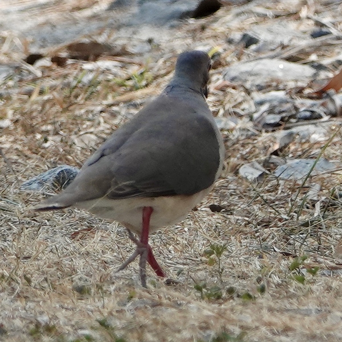 White-tipped Dove - ML616762404