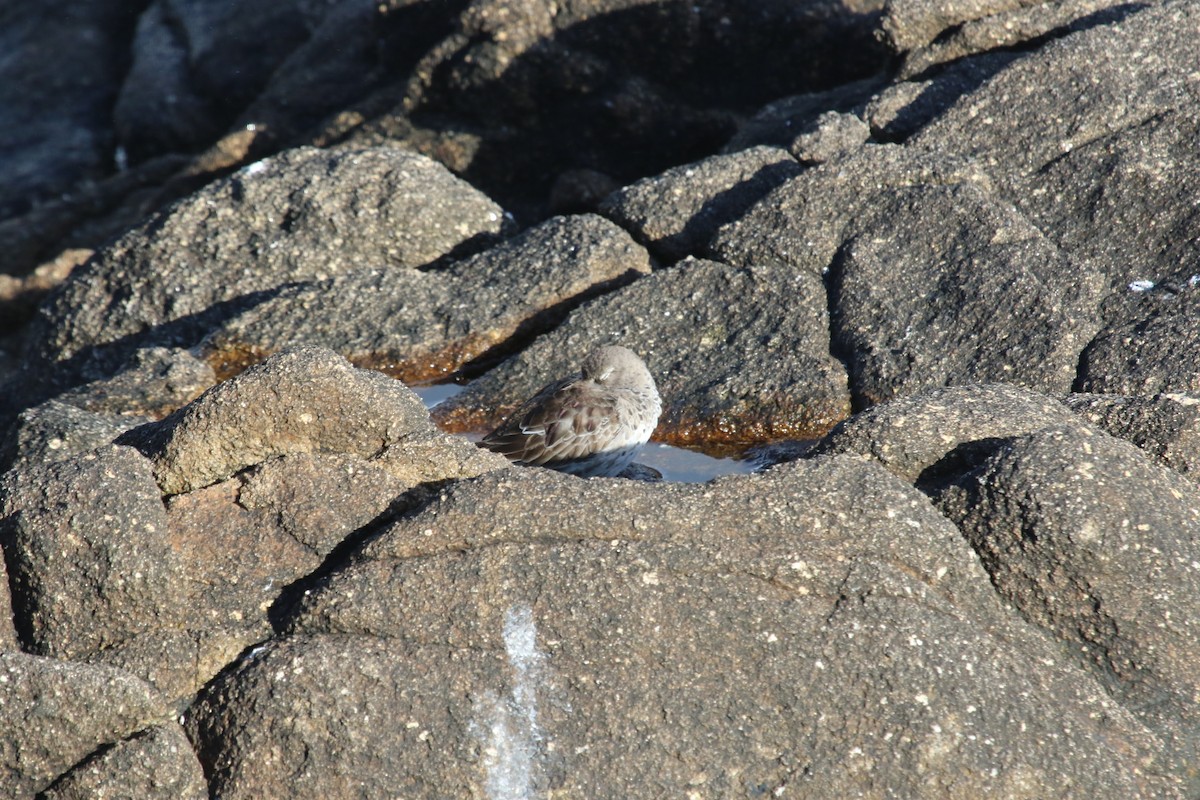 Purple Sandpiper - ML616762438