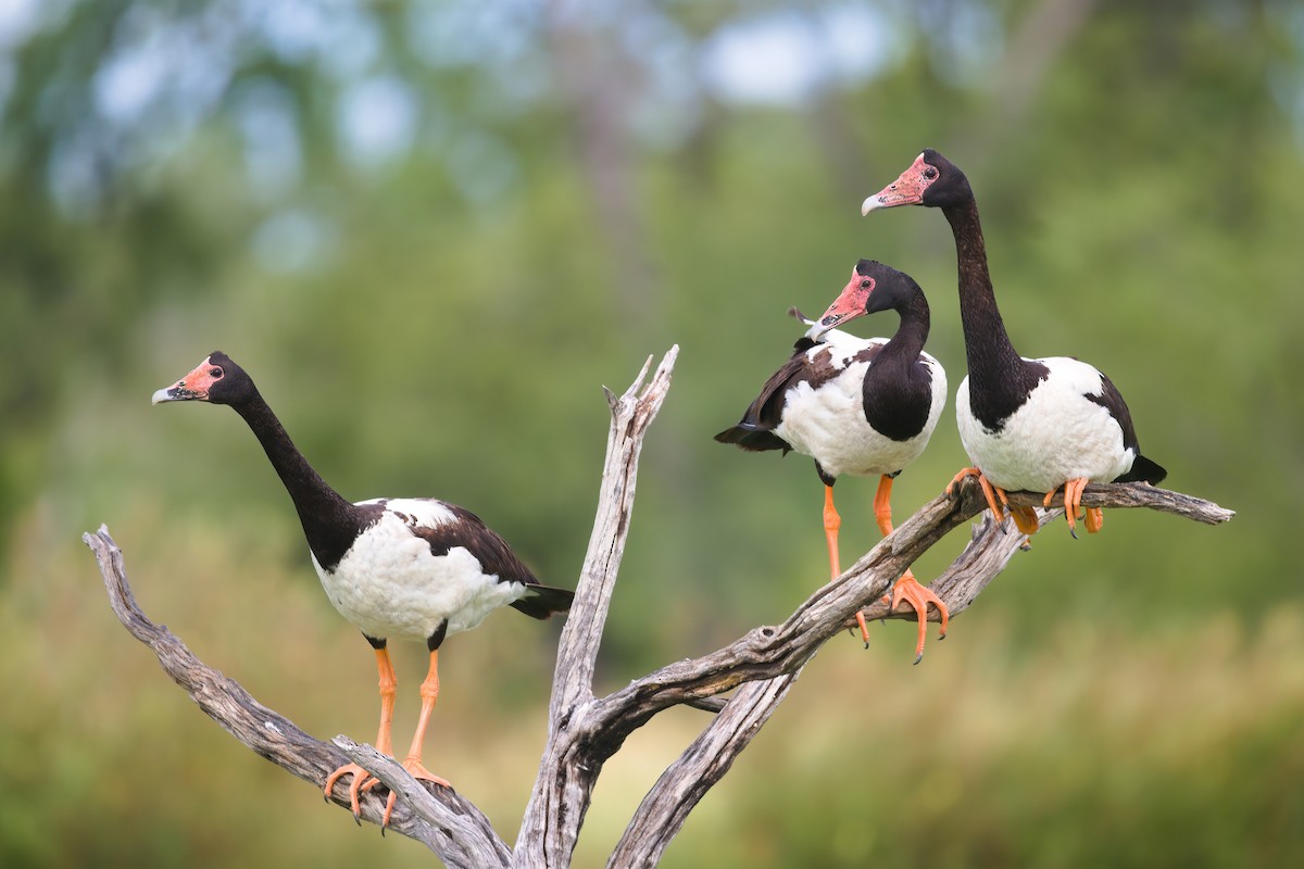 Magpie Goose - ML616762449