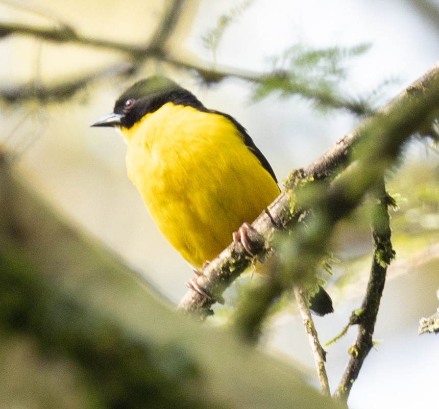 Brown-capped Weaver - ML616762461