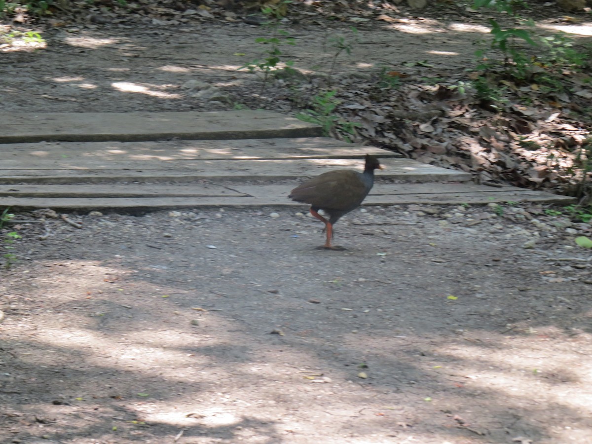 Rotbein-Großfußhuhn - ML616762480