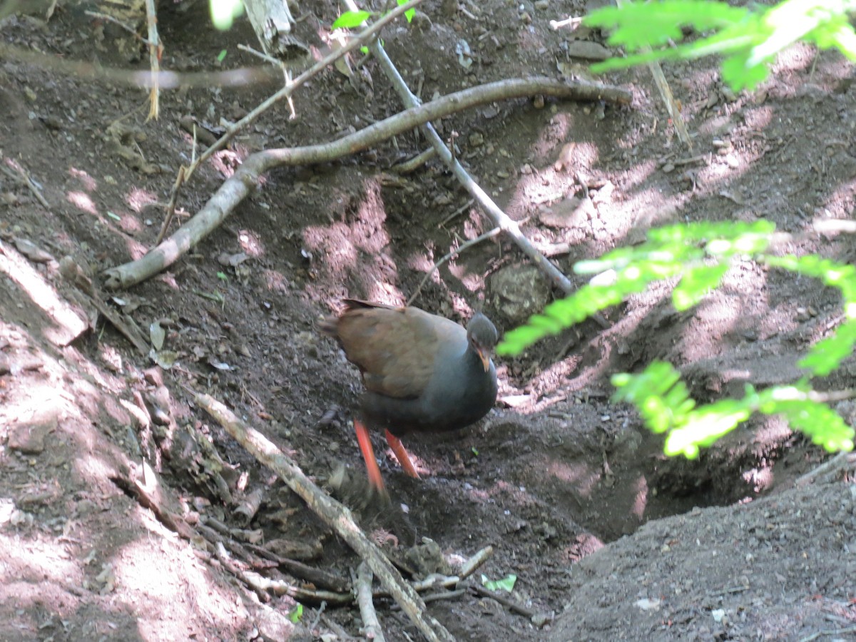 Orange-footed Megapode - Mick Mellor