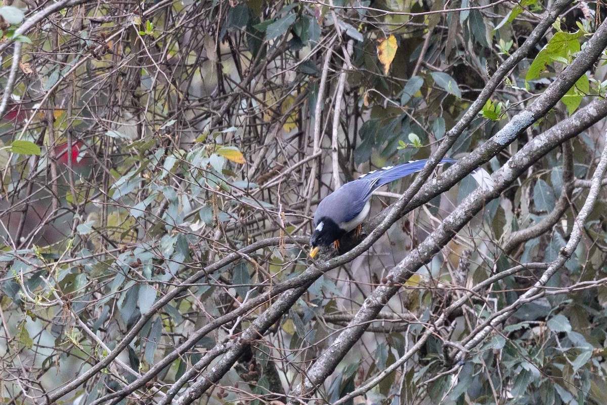 Yellow-billed Blue-Magpie - ML616762506