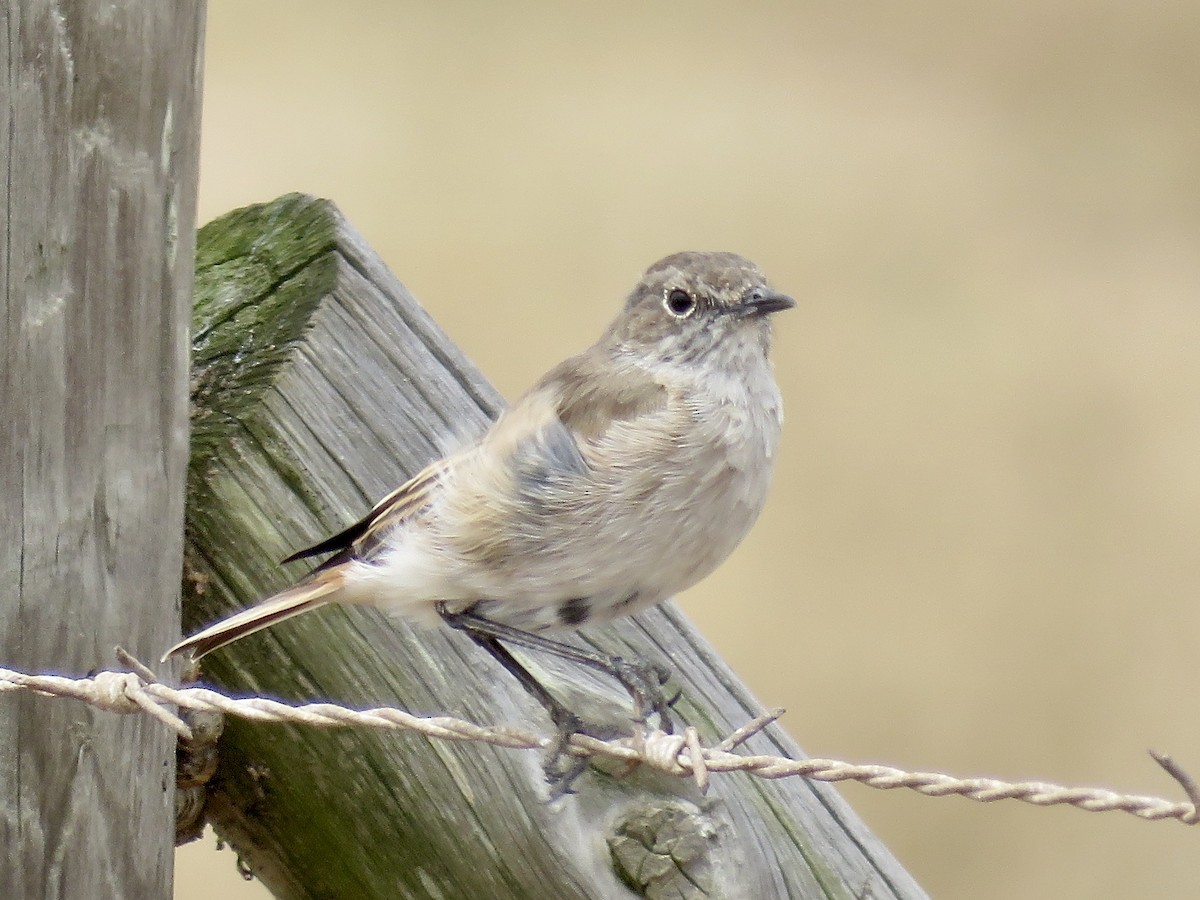 Sickle-winged Chat - ML616762529
