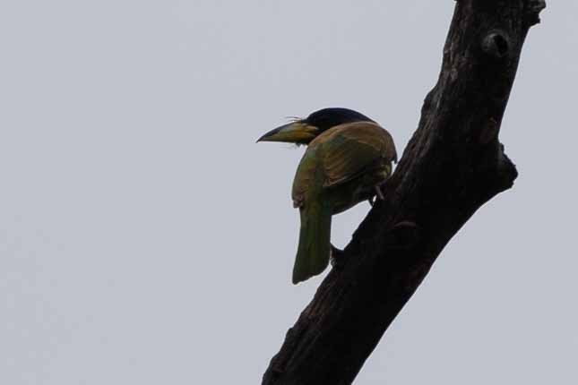 Great Barbet - ML616762557