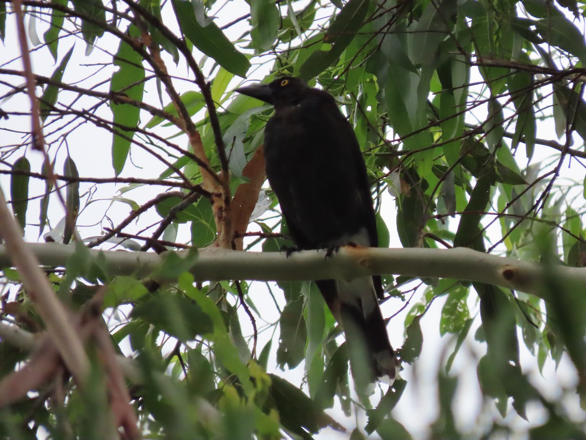 Pied Currawong - ML616762558