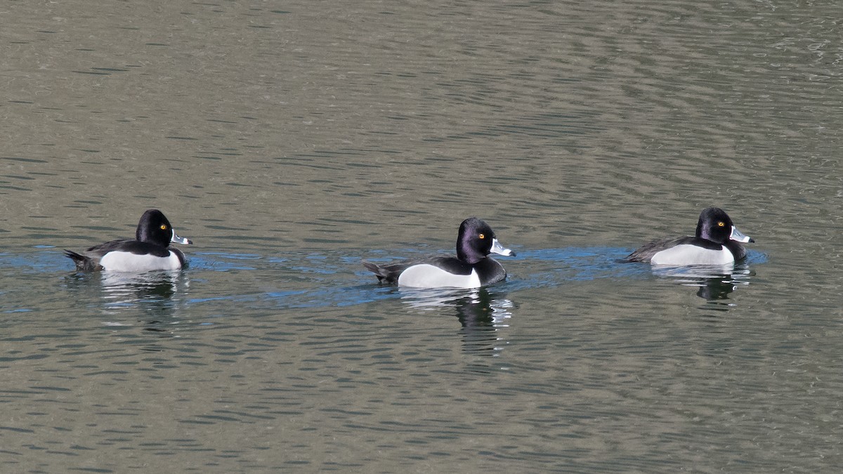 Ring-necked Duck - ML616762559