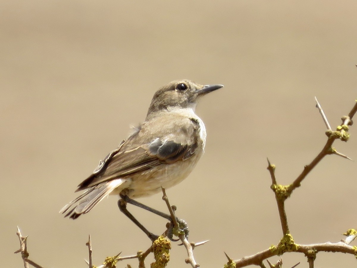 Sickle-winged Chat - ML616762560
