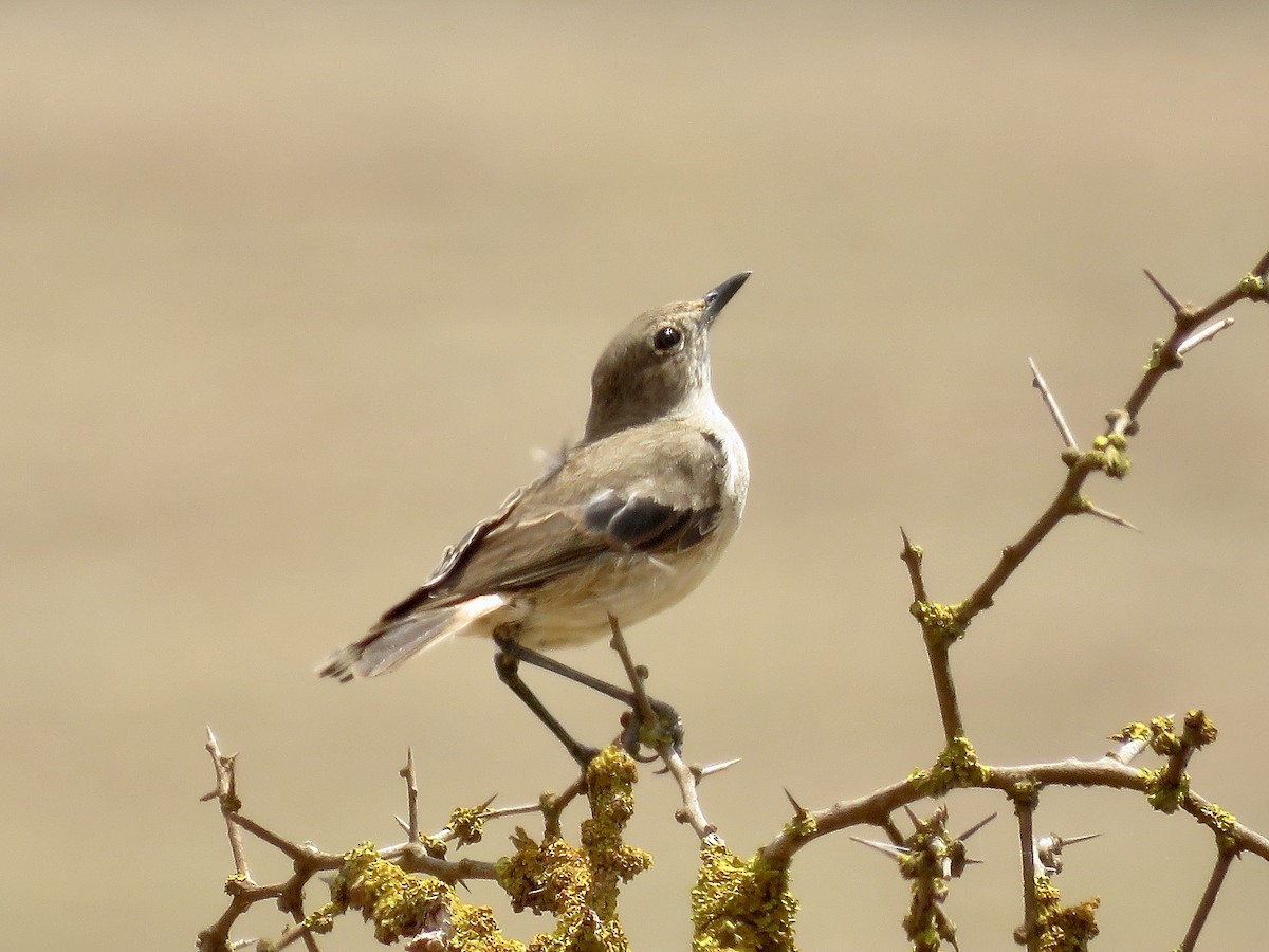 Sickle-winged Chat - ML616762564