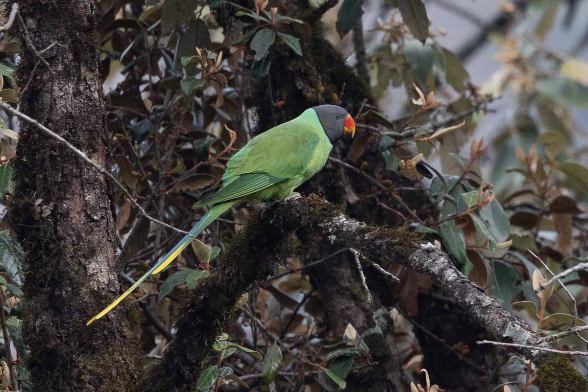 Himalaya Yeşil Papağanı - ML616762566