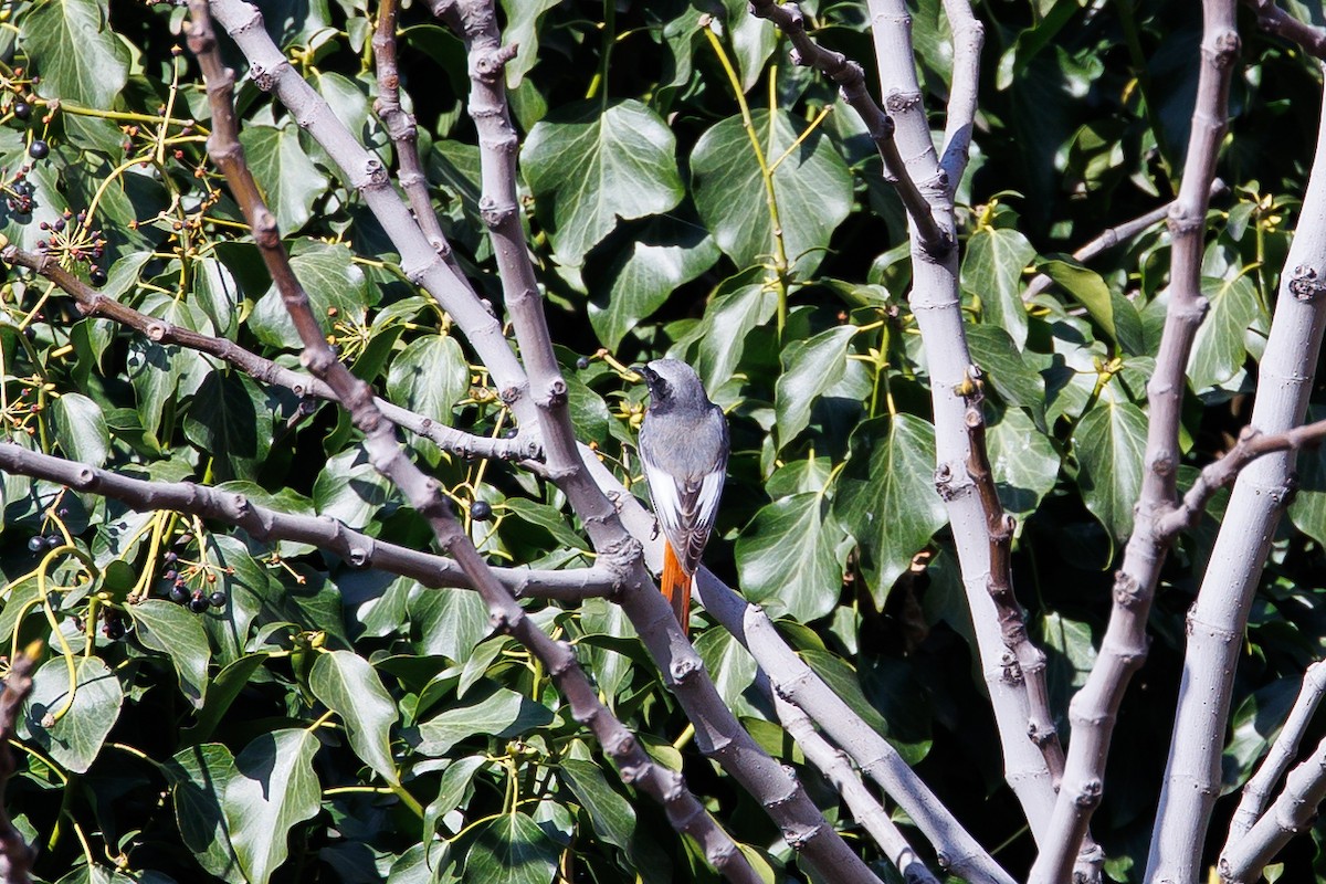 Rougequeue à front blanc (samamisicus) - ML616762588