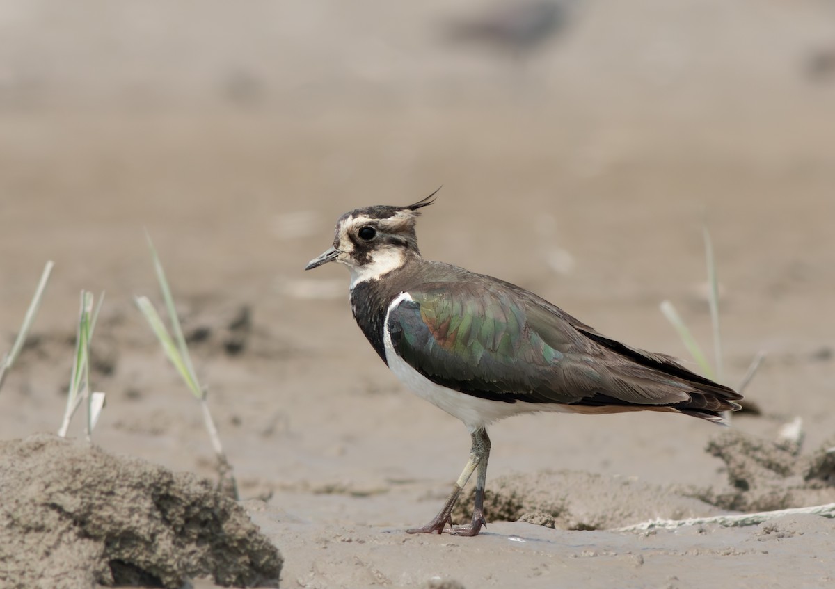 Northern Lapwing - ML616762604