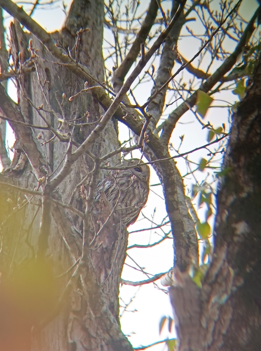 Tawny Owl - ML616762622