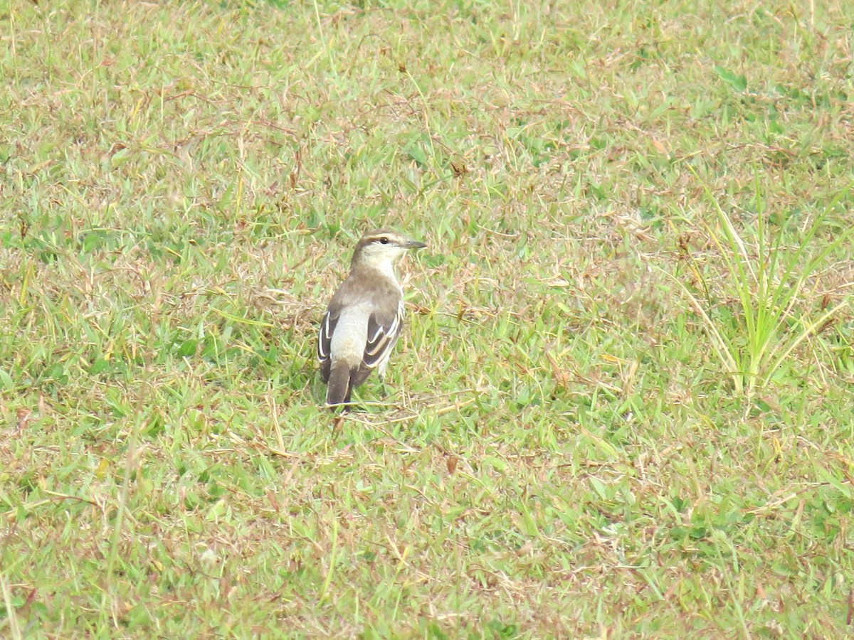 White-shouldered Triller - Mick Mellor