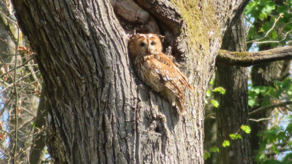 Tawny Owl - ML616762637