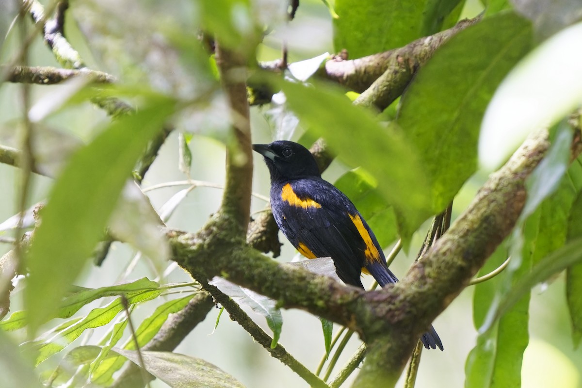 St. Lucia Oriole - Holger Teichmann