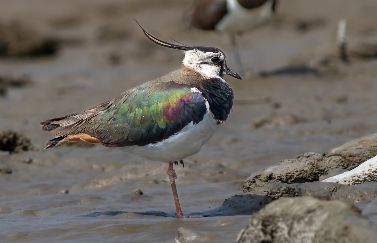 Northern Lapwing - ML616762707