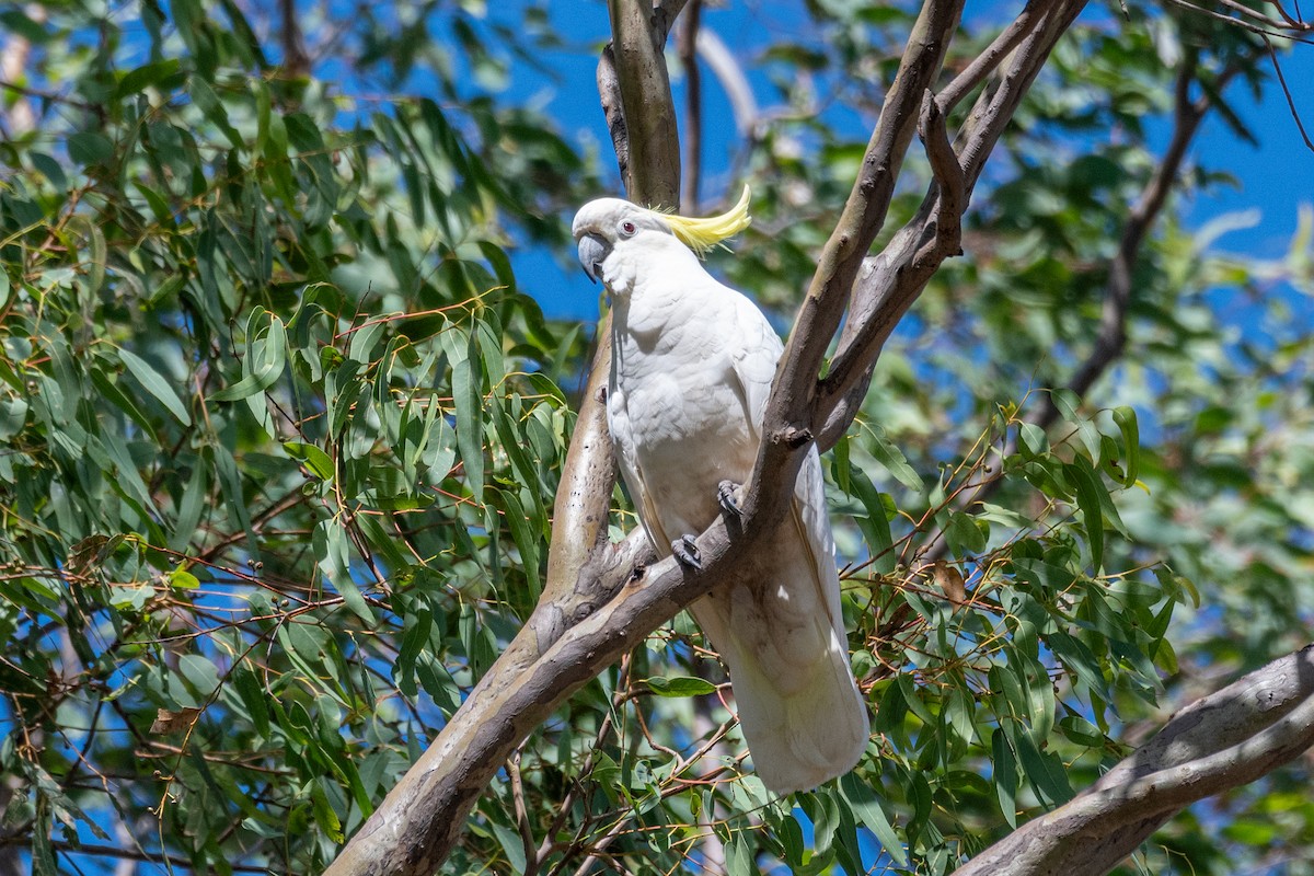 Sulphur-crested Cockatoo - ML616762740