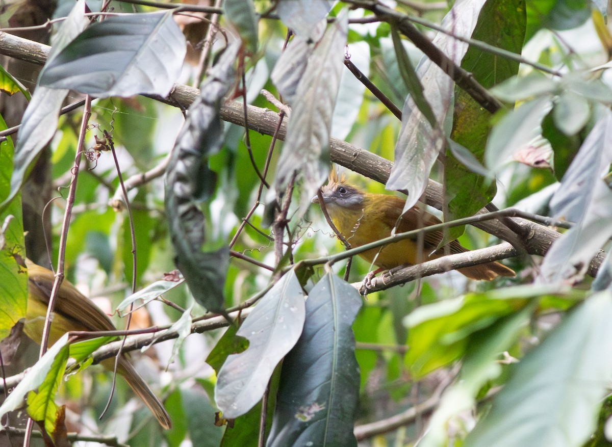 White-throated Bulbul - ML616762741