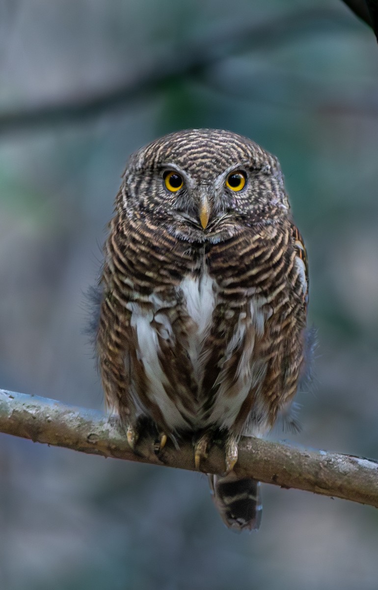 Asian Barred Owlet - ML616762755