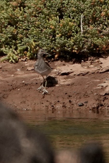 Pectoral Sandpiper - ML616762792