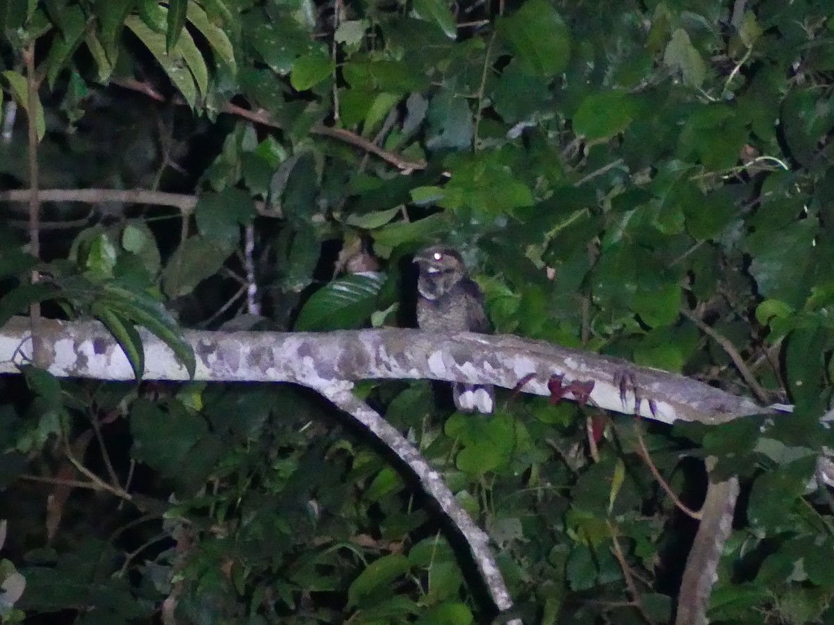 Bates's Nightjar - ML616762818