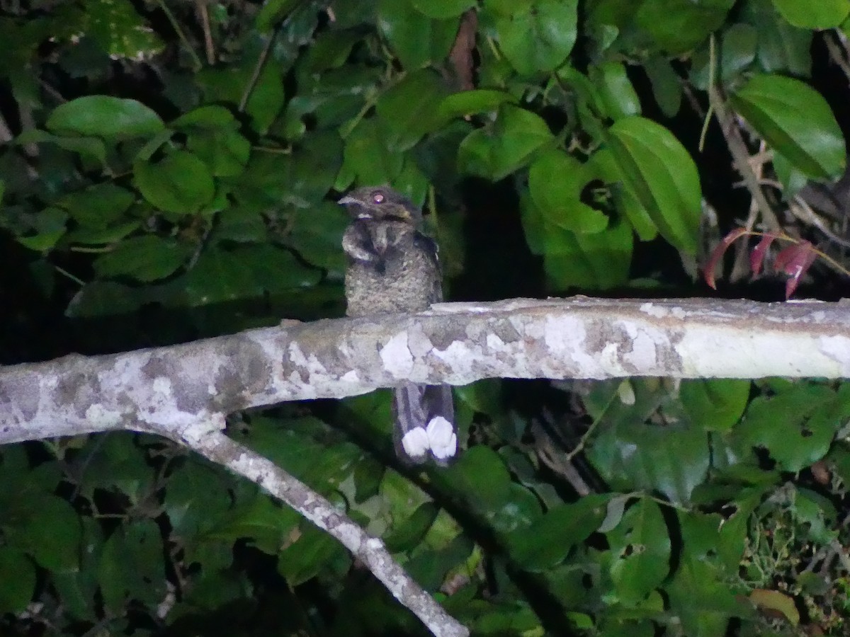 Bates's Nightjar - ML616762819