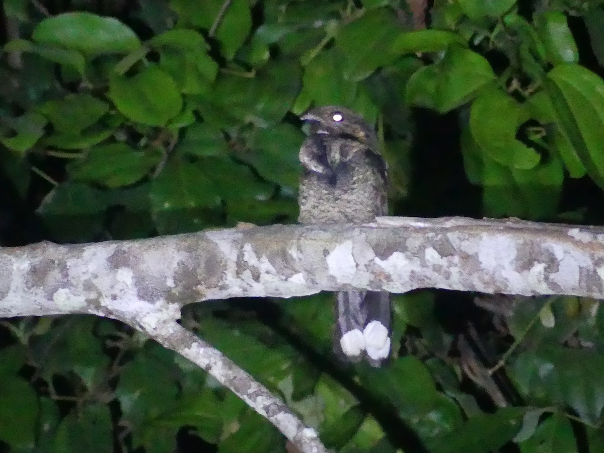 Bates's Nightjar - ML616762820