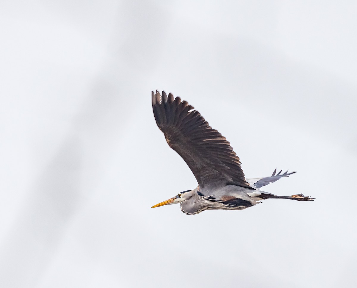 Great Blue Heron - ML616762829